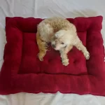 dogbedred.